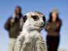Jack's Camp - Meerkats walk