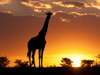 Masai Mara Safari Gallery9