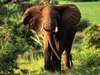 Selous Safari & Island Escape - Big game sightings