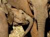Thrilling Botswana Safari - Big game sightings