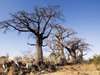 Thrilling Botswana Safari - Bush tea break