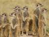 Ever vigilant for danger, the endearing meerkat is one of the Kalahari's most famous residents.