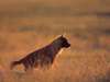 Rare & elusive brown hyenas are one of the highlights of a Kalahari game drive.