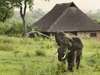 South Central Tanzania - elephant
