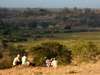 South Central Tanzania - coffee break
