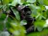 South Central Tanzania - chimp trekking