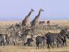 South Central Tanzania - game viewing