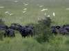 South Central Tanzania - green season