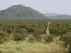 Madikwe - rocky hills
