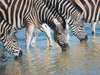 Madikwe - zebra