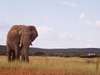 Madikwe - elephant
