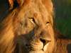 Madikwe - lion