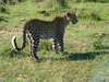 Madikwe - leopard