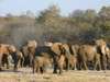 Madikwe - elephant herd