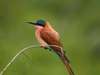 Madikwe - carmine bee eater