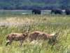 DumaTau Camp - Year-round game viewing