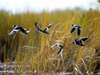 Vic Falls & Botswana Migration Safari - Birders Paradise