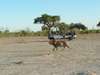 Chobe & Savute Luxury Mobile Safari