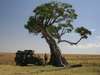 Amboseli & Mara Wilderness Safari