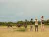 Affordable South Luangwa Safari